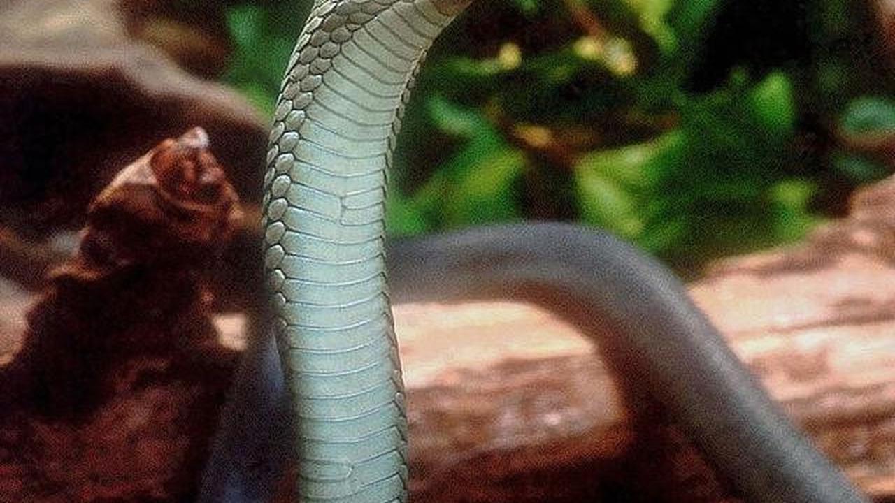 Mengenal Ular Black Mamba, Racunnya Bisa Membunuh Manusia dalam Hitungan Menit