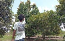 BKSDA Sampit Tanggapi Laporan, Ternyata Begini Jejak Misterius Orang Utan di Kebun Warga!