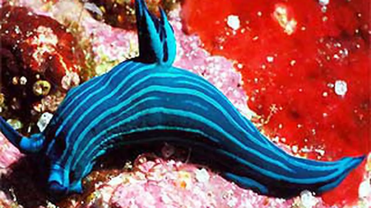 090913bcoral.jpg