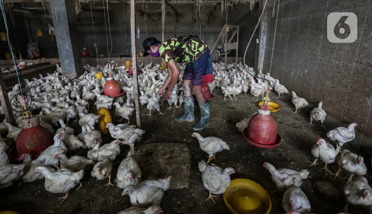 Pekerja memanen ayam potong yang dipesan pembeli di tempat pemotongan saat pandemi COVID-19 di kawasan Kebayoran Lama, Jakarta, Jumat (29/1/2021). Saat ini harga ayam ras di tingkat konsumen berkisar Rp 27.000 per kilogram. (Liputan6.com/Johan Tallo)