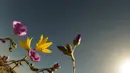 Bunga-bunga bermekaran di gurun Atacama, sekitar 600 km sebelah utara Santiago, Chile, Rabu (13/10/2021). Gurun Atacama, yang dijuluki sebagai tempat terkering di dunia, tiba-tiba menjadi ladang bunga menutupi gurun pasir di tempat-tempat yang tidak ditumbuhi tanaman. (MARTIN BERNETTI/AFP)