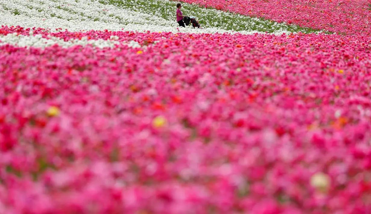 Pengunjung melintas di antara bunga giant recolote ranunculus yang mekar di The Flower Field, Carlsbad Ranch, California, Kamis (21/3/2019). Memiliki luas sebesar 50 hektare, taman bunga ini dibuka setiap tahunnya pada musim semi. (REUTERS/Mike Blake)