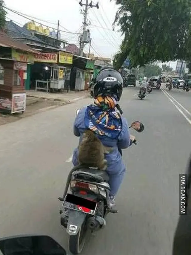 7 Potret Kocak Monyet Main Bareng Manusia, Ada yang Suka Jalan-jalan
