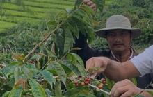 Bekas Rumah Sakit Disulap Jadi Pabrik Kopi: PTPN IV Kayu Aro Kembangkan Industri Kopi Arabica Unggulan