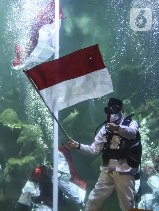 Penyelam mengibarkan bendera Merah Putih saat gladi resik HUT ke-75 RI dalam akuarium Sea World Ancol, Jakarta, Sabtu (15/8/2020). Taman Impian Jaya Ancol akan memperingati HUT ke-75 RI dengan mengibarkan bendera Merah Putih dalam akuarium Sea World pada 17 Agustus 2020. (Liputan6.com/Johan Tallo)