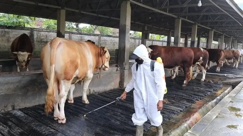 Petugas dari Dinas Pertanian dan Ketahanan Pangan Jember lakukan penyemprotan disinfektan terhadap kandang sapi. (Istimewa)