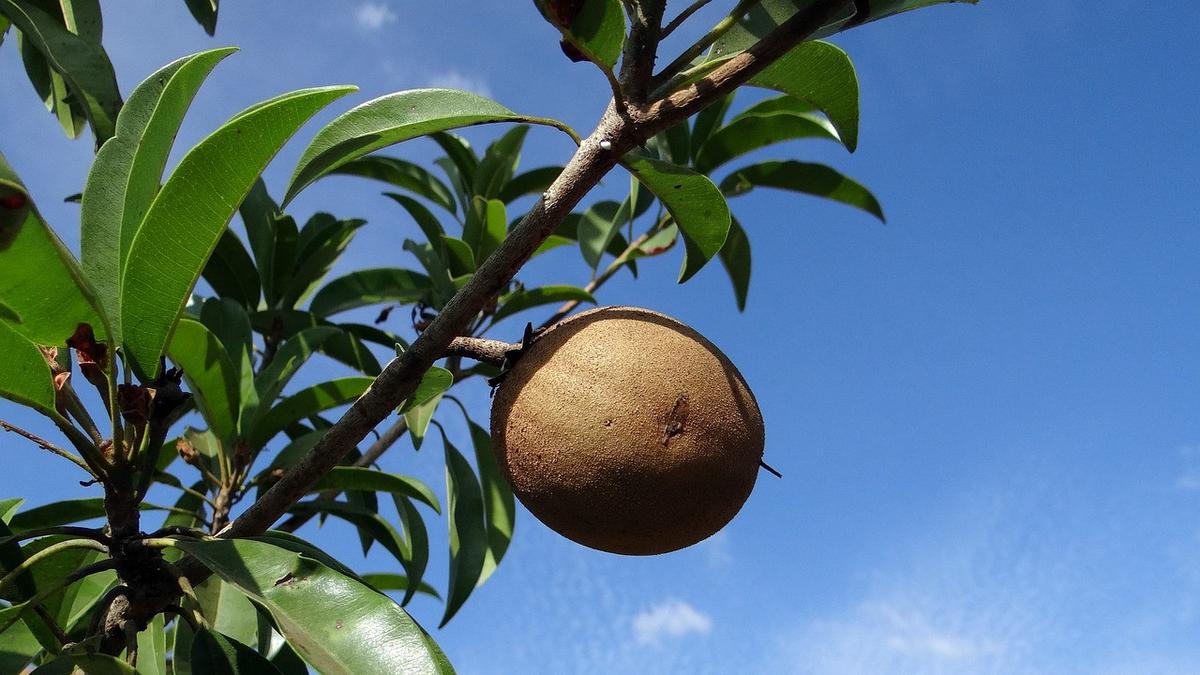 7 Pohon Buah yang Gampang Tumbuh di Tanah Kering, Produktif di Lahan Minim Air