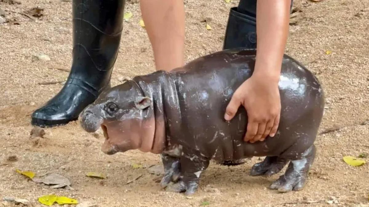 Berkenalan dengan Moo Deng, Si Bayi Kuda Nil dari Thailand yang Tengah Viral Berita Viral Hari Ini Jumat 20 September 2024