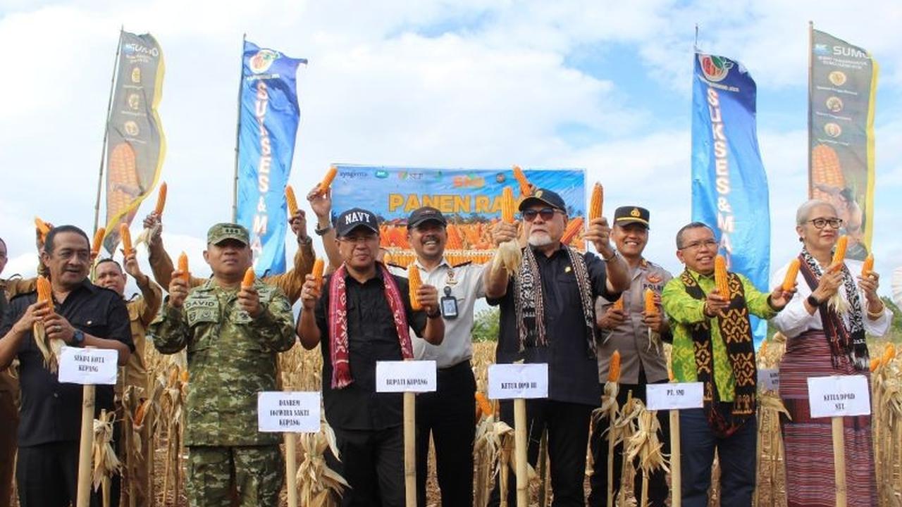 Ketahanan Pangan Ditjenpas NTT: Panen 10 Ton Jagung di Lapas Kupang Dukung Ekonomi Daerah