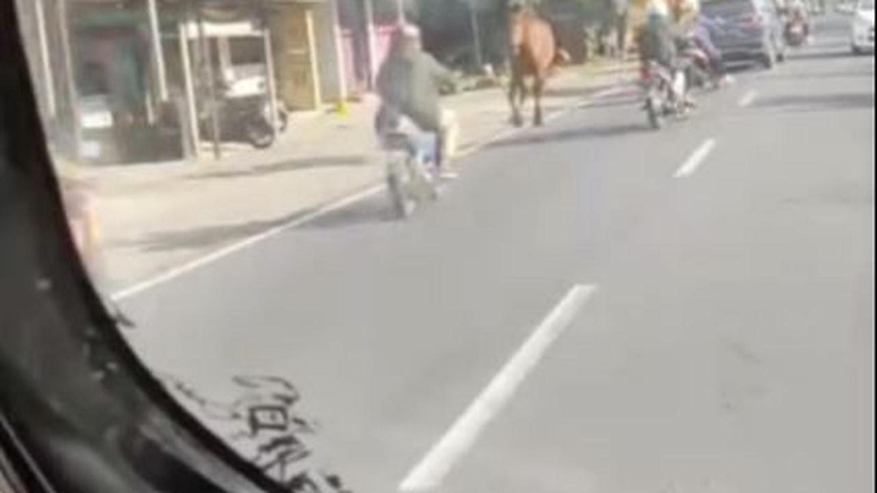 Kuda di Magelang Tabrak Pemotor<br>