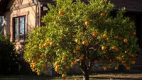8 Pohon Buah dengan Akar Pendek Cocok di Halaman Rumah Sempit dan Cepat Berbuah