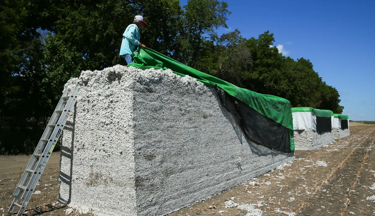 <p>Petani generasi keempat Steve Patman menutupi tumpukan kapas setelah memanen tanaman dari lahan seluas 140 hektare di Ellis County, dekat Waxahatchie, Texas, Senin (19/9/2022). Akibat dari kekeringan yang ekstrem, industri tekstil global terkena dampaknya. (Andy JACOBSOHN/AFP)</p>