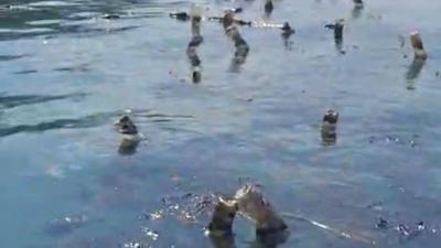 Tumpahan Oli Cemari Tiga Desa di Kupang, Ancam Budidaya Rumput Laut