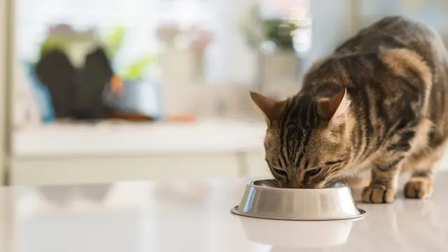 10 Penyebab Kucing Tidak Nafsu Makan, Kenali dengan Tepat - Hot
