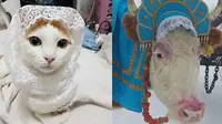 6 Potret Hewan Berdandan Bak Pengantin Ini Nyeleneh, Ada-Ada Saja (FB dunia kucing/ Boredpanda)