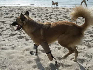Seekor anjing bernama Cola bermain pasir pantai di Phuket, Thailand (12/12). Cola adalah seekor anjing yang menggunakan kaki palsu untuk dua kaki depannya. (AFP Photo/Lilian Suwanrumpha)