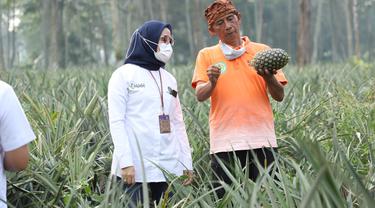 Petani nanas di Desa Sarireja, Kecamatan Jalancagak, Kabupaten Subang, Jawa Barat (Jabar) berhasil naik kelas