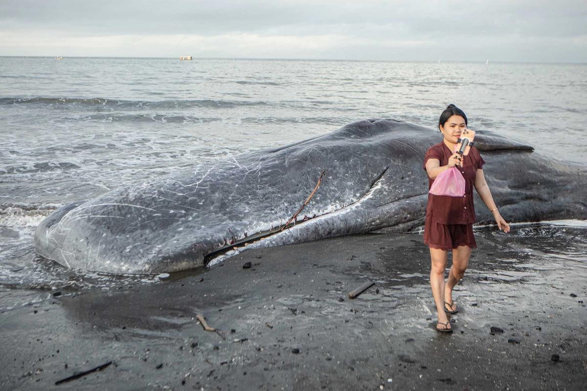FOTO: Paus Sperma Terdampar Mati di Pantai Melaya Jembrana