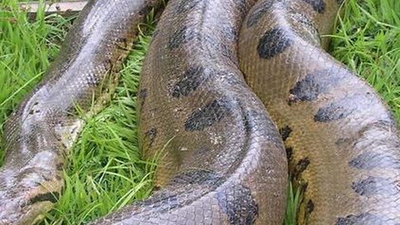 Anaconda Terbesar yang Pernah Ditemukan di Dunia, Panjang 10 Meter dan Bobot 400 Kg