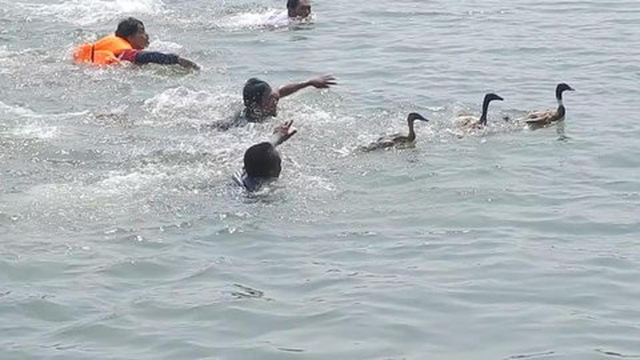 Meriahkan HUT TNI ke 70, ratusan nelayan lomba tangkap bebek