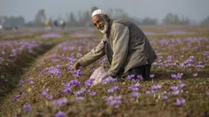 Seorang pria tersenyum saat memetik bunga saffron di Pampore, selatan Srinagar, Kashmir yang dikuasai India, Minggu (31/10/2021). Sejumlah besar bunga ini digunakan untuk menghasilkan saffron, ramuan aromatik yang merupakan salah satu rempah-rempah paling mahal di dunia. (AP Photo/Mukhtar Khan)