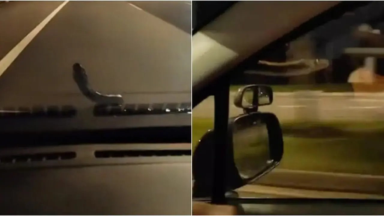Ular Piton Tiba-Tiba Keluar dari Kap Mobil, Penumpang Justru Anggap Menggemaskan