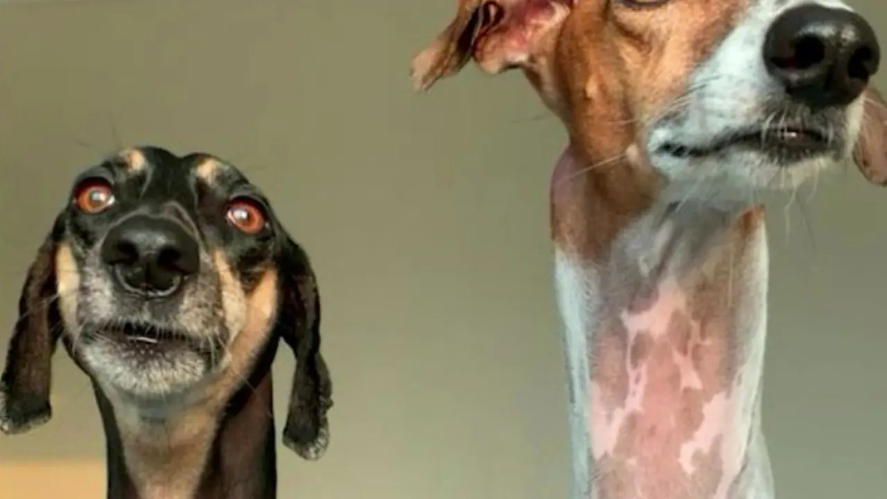anjing miliki leher panjang