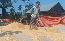 Dampak Bencana, Petani Agam Siap Beralih Tanam Jagung Demi Pemulihan Ekonomi