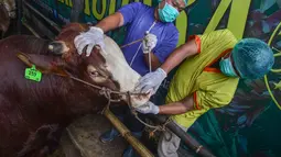 Dokter hewan memeriksa kesehatan hewan kurban di CV Puput Bersaudara di kawasan Rangkapan Jaya, Depok, Jawa Barat, Selasa (19/5/2026). (merdeka.com/Arie Basuki)