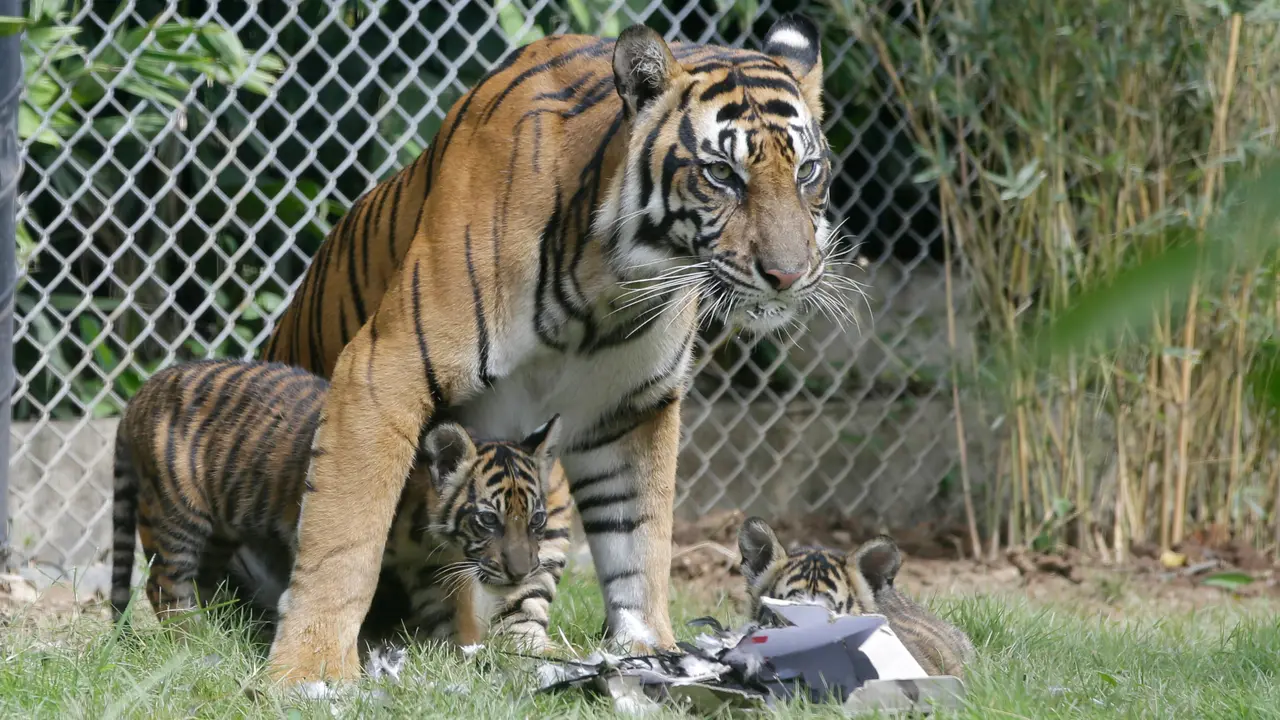 Harimau Sumatera Berhasil Dikembangkan di Bali