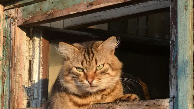 kucing mager