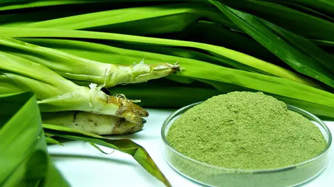 Cara Membuat Rebusan Daun Pandan Sebagai Obat Alami yang Berkhasiat