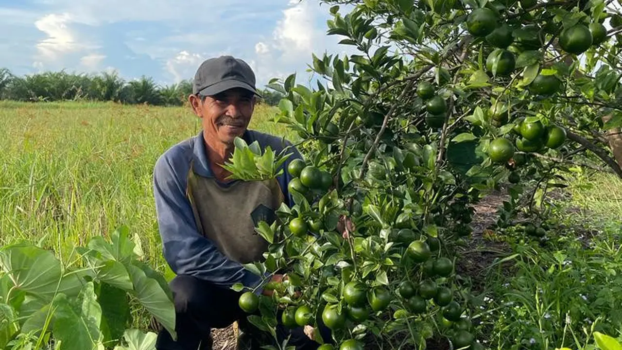 Program Bertani Tanpa Bakar dan Tanpa Kimia di Kalimantan Tengah