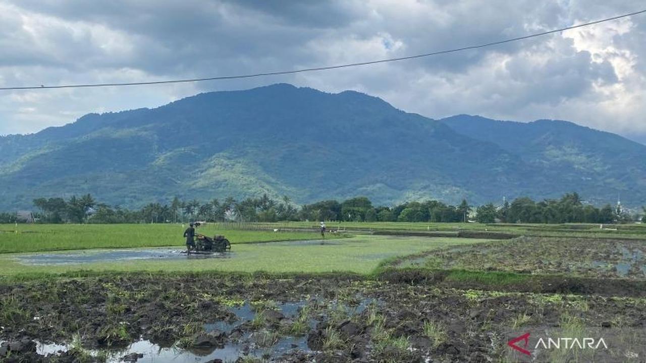 Dispertan Garut Targetkan Produksi Padi 631 Ribu Ton di Tahun 2026