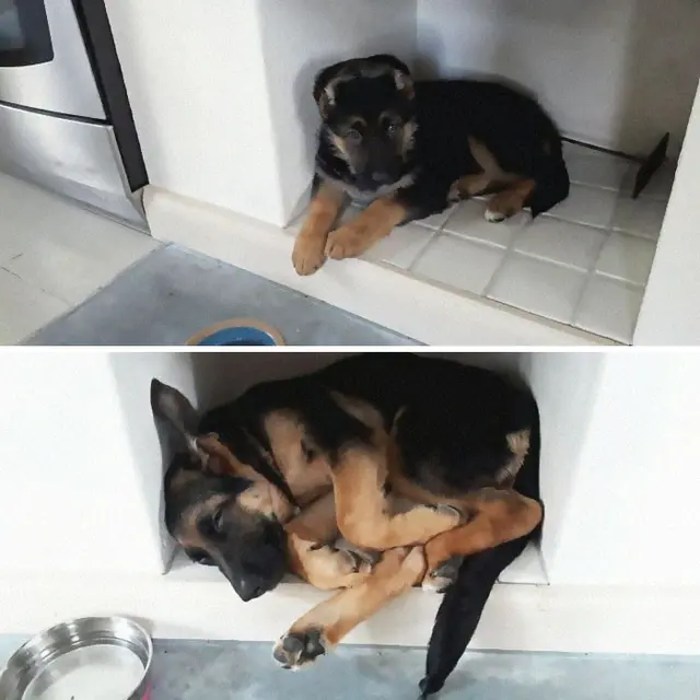 8 Potret Menggemaskan Anjing Ini Bakal Ceriakan Harimu
