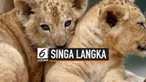 Kebun Binatang Dvur Kralove, Ceko memiliki anggota keluarga baru dengan kelahiran 2 ekor bayi singa berber. Singa berber adalah subspesies dari singa yang telah punah di alam liar sekitar abad ke-20.