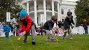 Sejumlah bocah saat mengikuti lomba menggelindingkan telur di halaman Gedung Putih, Washington (4/2). Lomba yang diselenggarakan setiap tahunnya ini merupakan lomba menggelindingkan telur yang ke-140. (AP Photo/Pablo Martinez Monsivais)
