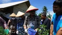 Menteri Pertanian, Syahrul Yasin Limpo (SYL) panen perdana cabai hasil Integrated Farming Petani Milenial Kelompok Tunas Tani di Desa Margorejo, Kecamatan Tegineneng, Kabupaten Pesawaran, Lampung (4/9/2022).