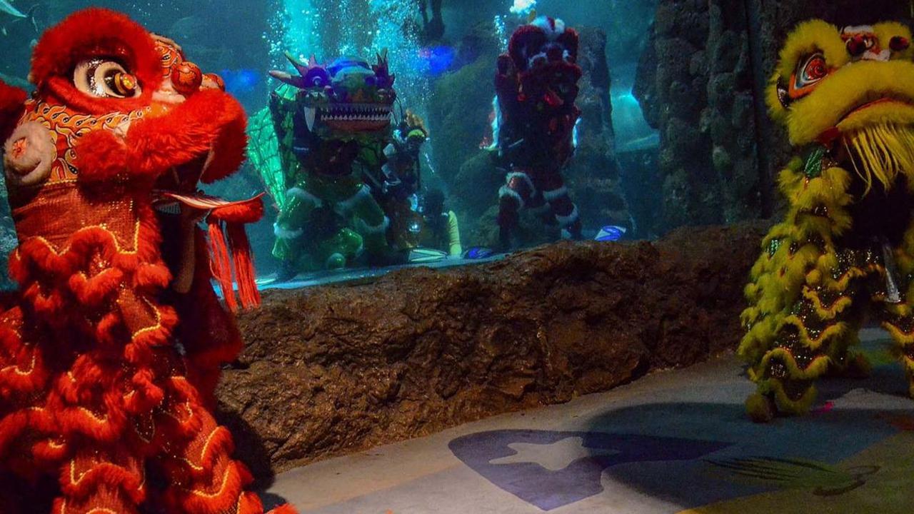 Atraksi barongsai di dalam akuarium menghibur pengunjung Sea World Ancol, Jakarta, Kamis (8/2/2024). Atraksi barongsai tersebut diadakan untuk menyambut Tahun Baru Imlek 2575 Kongzili yang jatuh pada 10 Februari mendatang.&nbsp;Foto: Merdeka.com/Arie Basu
