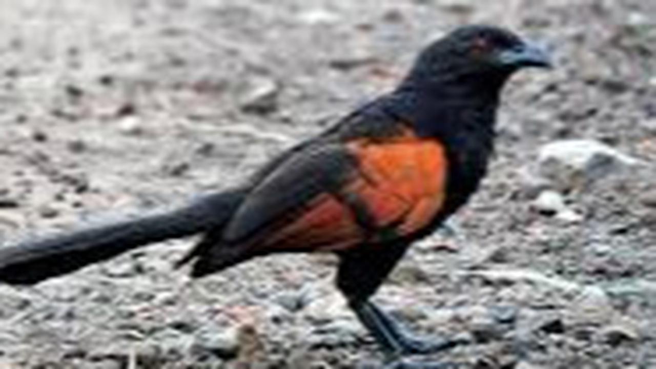 Burung Bubut
