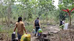 Lahan Sawit Ilegal Ditemukan di Bukit Tengkorak