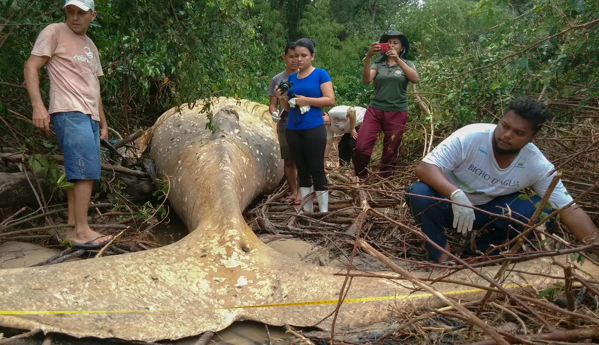 Paus bungkuk ditemukan mati di tengah-tengah vegetasi Pantai Araruna di Pulau Marajo, wilayah hutan hujan Amazon, Brasil pada 22 Januari 2019. Bangkai paus itu tergeletak di lokasi berjarak 15 meter dari tepi pantai. (HO/Acervo Instituto Bicho D'Agua/AFP)