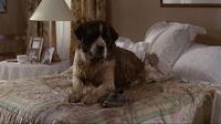 5 Best Comedy Movies About Lovely Pets You Must Watch
