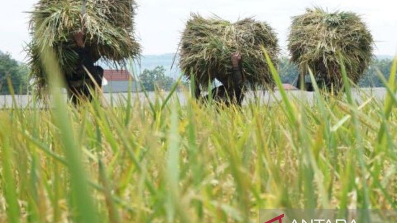 Swasembada Pangan: Fondasi Kokoh Indonesia Menuju Kemajuan Bangsa Sejati