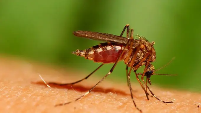 Foto Copyright brocku.ca