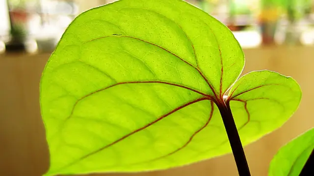 Daun Sirih
