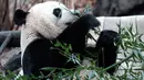 Panda raksasa Bei Bei memakan bambu sebelum kembali ke China, di Kebun Binatang Nasional Smithsonian, Washington DC, Selasa (19/11/2019). Nama Bei Bei adalah pemberian dari mantan Ibu Negara Michelle Obama dan Ibu Negara China Peng Liyuan. (AP/Michael A. McCoy)