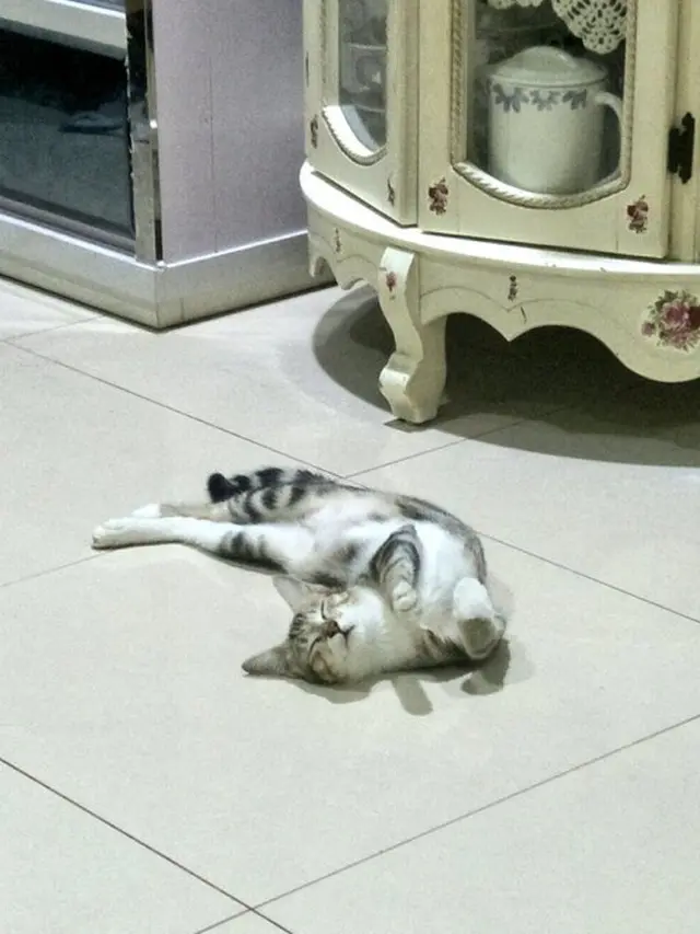 7 Potret Kucing Tidur dengan Pose Tak Wajar, Bikin Encok Lihatnya