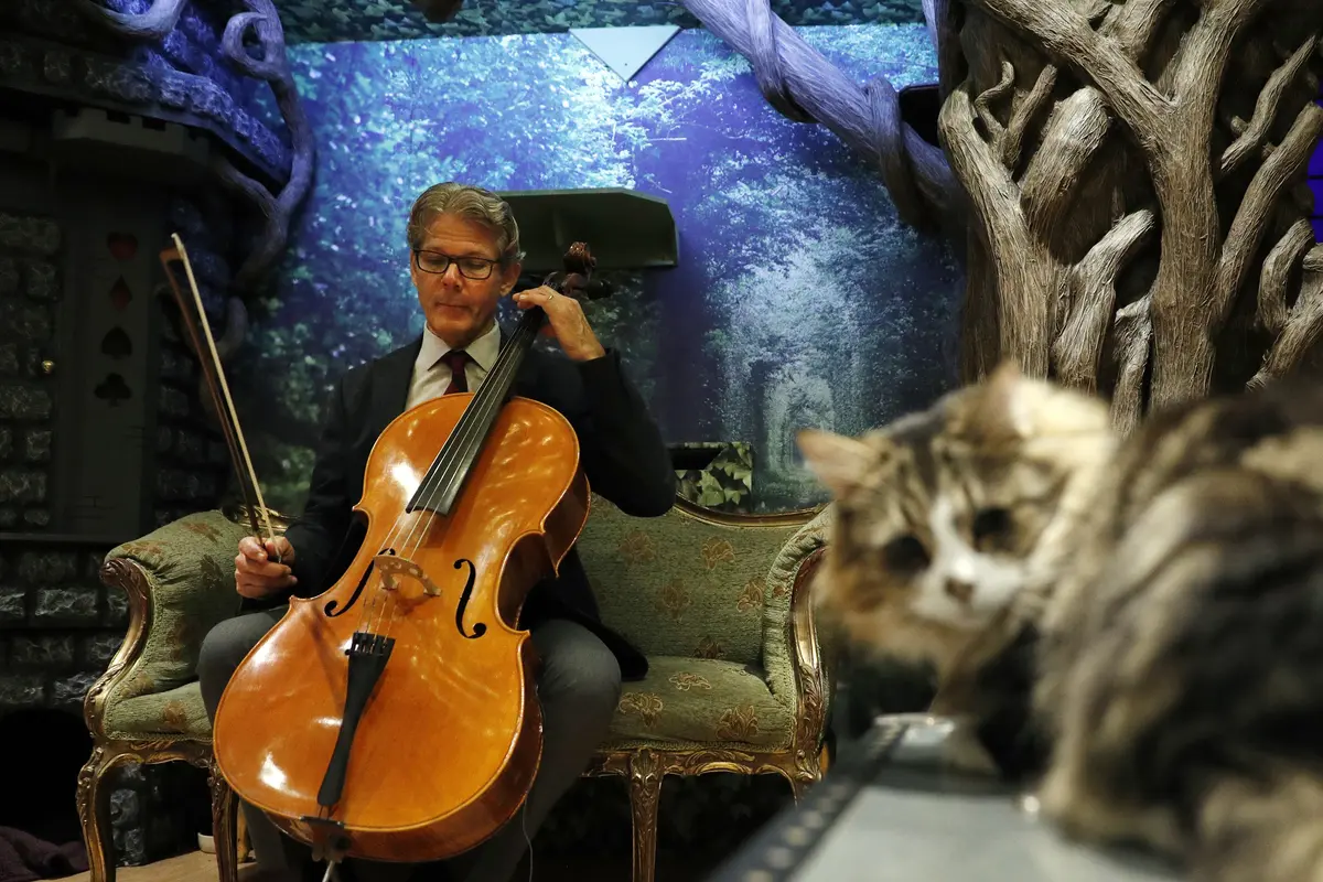20161025-Komposer Cellist Ini Ciptakan Musik Khusus untuk Kucing-London