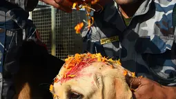 Personel kepolisian Nepal memberikan kalung bunga dan bubuk merah di dahi anjing polisi selama perayaan festival Tihar di Kathmandu, Selasa (6/11). Pada hari kedua digelar ritual Kukur Tihar, perayaan yang dikhususkan untuk anjing. (PRAKASH MATHEMA/AFP)